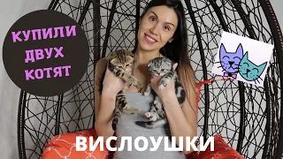 КУПИЛИ ВИСЛОУХИХ КОТЯТ 😻😸ПЕРВЫЕ ПОКУПКИ ДЛЯ КОТЯТ 🛒 ШОТЛАНДСКИЕ ВИСЛОУХИЕ 😊