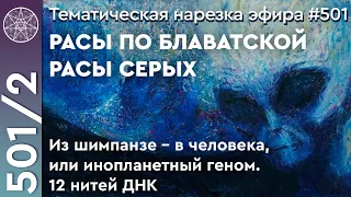 #522 Расы по Блаватской, расы Серых. Из шимпанзе - в человека, или инопланетный геном. 12 нитей ДНК.