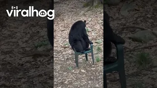 Black Bear Sits on a Chair Like a Human || ViralHog