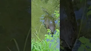 Beaver at Chester Creek