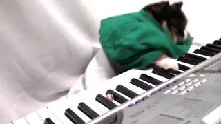 Pistachio Keyboard Cat