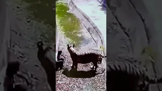 White Tiger 🐅 attack 😳Delhi zoo very sad 😞 #shorts #shortvideo #shortyoutube ￼