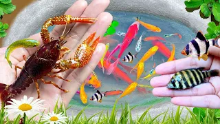 Amazing Video Of Catching Fish In Tiny Lake, Colorful fish, Betta Fish, Goldfish, Koi, Cute animals