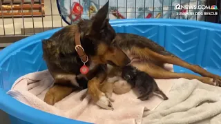 Mother dog ‘adopts’ orphaned kittens after losing her puppies after birth