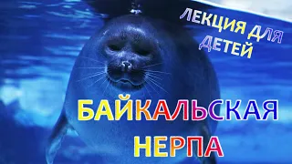 Лекция для детей 5+ "Байкальские нерпы"