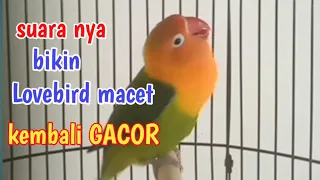 suara Lovebird memanggil teman, suara nya bikin Lovebird macet malas bunyi kembali GACOR