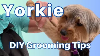 Yorkie Full Grooming Tutorial  - Yorkshire Terrier DIY Grooming Tips