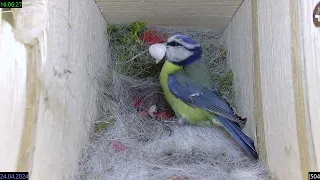 2024 04 24 Blaumeise, das vierte Küken schlüpft, live - Blue Tit, the fourth chick hatching, live