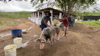 HOJE ATÉ CHICO TOMOU BANHO ➕FIZEMOS NOVOS CRUZAMENTOS ➕ ENTREGA DE SUÍNOS PARA ENGORDA