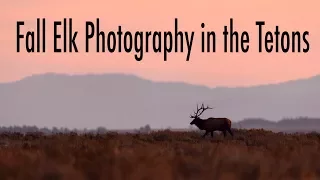 Wildlife Photography | Nice Bull Elk at Sunrise in Jackson Hole