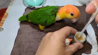 Hand Feeding White Zebra Finch And White-bellied Parrot 20230813