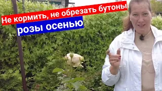 Уход за розами осенью: не кормить, не обрезать бутоны!  Не провоцируйте розы на цветение.