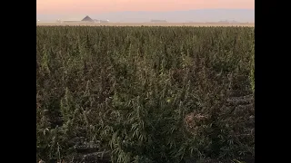 Nearly 200 acres of marijuana discovered in Merced County