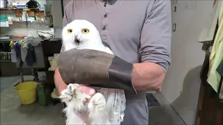 Our New Snowy Owl