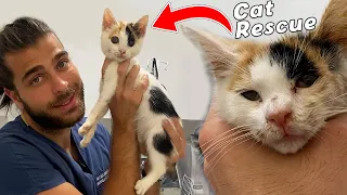 RESCUED CAT TRANSFORMATION! Street cat was rescued and treated. #TheVet