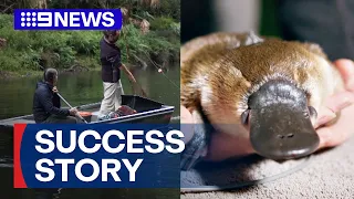 Baby platypus born where it was once locally extinct | 9 News Australia