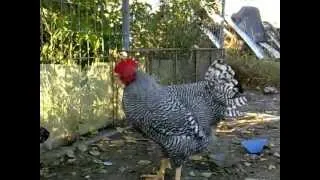 Rooster crow compilation 2x Youtube slow motion video