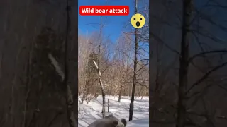 Wild Boar Attack Caught on Camera: Shocking Footage #shorts