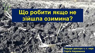 Не зійшла озимина. Що робити?