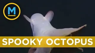 Rare 'ghost' octopus caught on camera at extreme depths | Your Morning