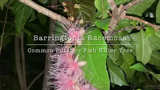 Barringtonia Racemosa | Fish Killer Tree| Common Putat