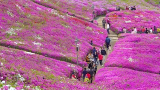 GUNPO Azalea Festival 2023, Beautiful Hot Spot Nearby SEOUL, Gyeonggi-do Travel, Seoul Travel Walker