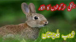 Rabbit Hunt in Balochistan | hunting in pakistan | Distric Zhob
