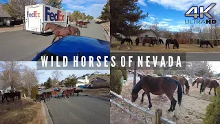 WILD HORSES OF NEVADA ROAMING THE CITY STREETS | 4K 🎧