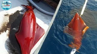 Amazing Fastest Traditional Big Squid Fishing Skill - Packing Processing Big Squid on Boat