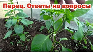 Выращивание перца. Отвечаю на вопросы зрителей