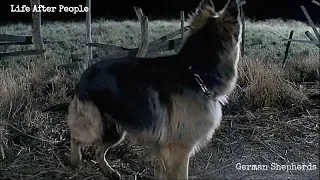 Life After People - German Shepherds