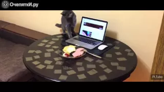 Как надо отучать кота лазить по столу