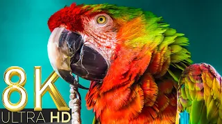 Selected Birds Collection 8K TV HDR 60FPS ULTRA HD | 8K BEAUTIFUL NATURE | RELAXATION MUSIC