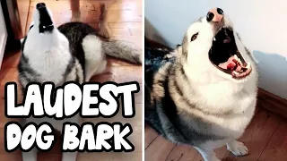 TOP 10 LOUDEST DOG BARKS 🐶