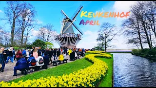 Германия Голландия Амстердам 2023 Гаага Тюльпаны Кекенхоф 2023!