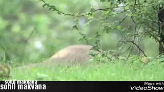 Last Roaring of NAGRAJ  | નાગરાજ એ છેલ્લી ડણક થી ગીર ને ધ્રુજાવયુ /Sasan Gir national park