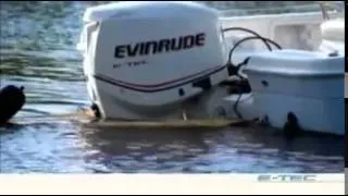 Кто круче? Evinrude 150 или Yamaha 150