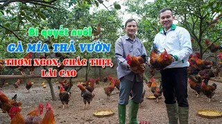 Bí quyết nuôi gà mía thả vườn của người dân Bắc Giang || Cách nuôi gà mía thơm ngon, chắc thịt