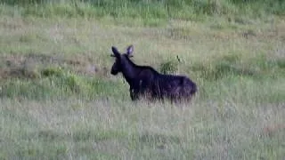 Moose playing in the water. (Robin's video)