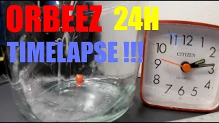 ORBEEZ 24H TIMELAPSE !!!