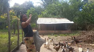 limpei a casa das minhas galinhas e olha que tinha lá dentro me assustei