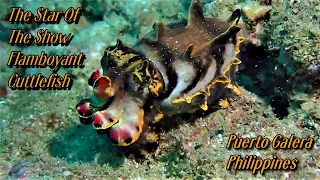 THE STAR OF TODAYS SHOW - THE FLAMBOYANT CUTTLEFISH