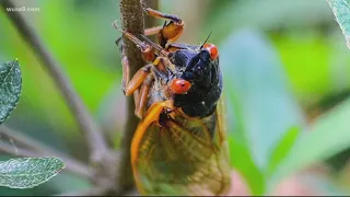 What is the difference between the annual and periodical Cicadas? Your Cicada questions answered