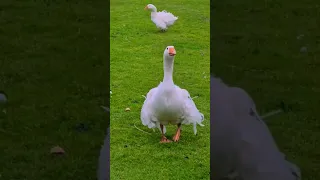 cute swan 🦢😍#shorts #viralshorts #funny #youtubeshorts