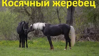 Косячный жеребец. Качества и обязанности.