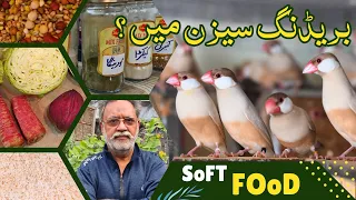 SOFT FOOD FOR JAVA SPARROWS AND LOVE BIRDS  | FAWN JAVA BREEDER | KBC