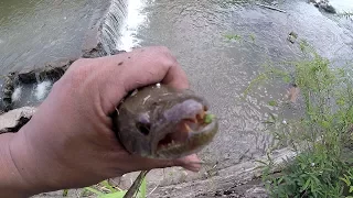 HUNT for the WOLF FISH - FRESHWATER RIVER Fishing - Trinidad, Caribbean