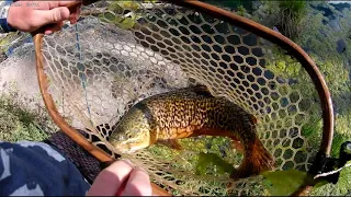 Hiking Boulder mountain in search of big trout