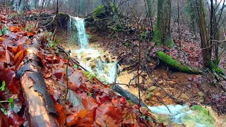 Шум ручья по осенней листве. / Звуки для медитации, отдыха и сна. /Relax