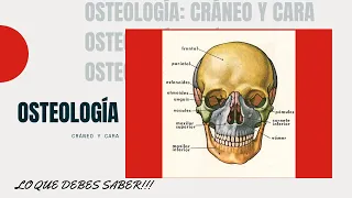 Osteología: Cráneo y Cara (Neurocráneo y viscerocráneo, Articulaciones, puntos craneometricos, etc)